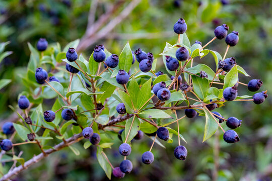 Planta de mirto