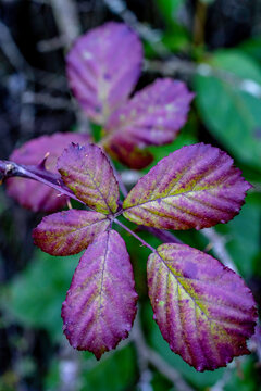Hojas de moras silvestres en oto&ntilde;o