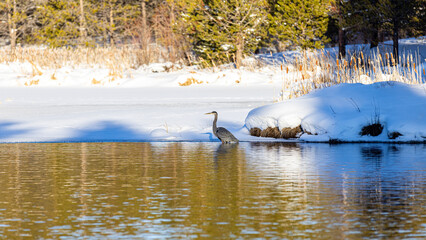 Blue heron peying on a fish in a winter pond. Snow cover the gropunds around