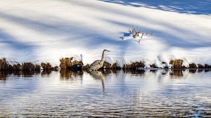 Blue heron preying on a fish in a winter pond. Snow cover the grounds around