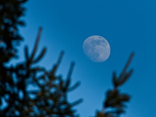 The moon in the sky looking out from behind the conifers. Full moon over the blue sky