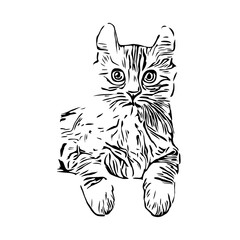 Fototapeta na wymiar black and white drawing sketch of a cat with a transparent background