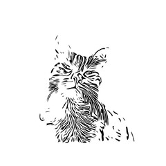 black and white drawing sketch of a cat with a transparent background