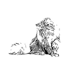 black and white drawing sketch of a cat with a transparent background