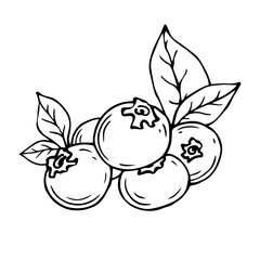 Linear sketches of blueberry branches with wild berries and foliage.Vector graphics.