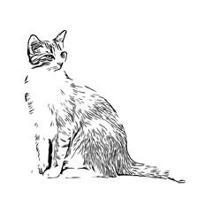 black and white drawing sketch of a cat with a transparent background