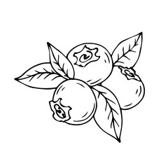 Fototapeta premium Linear sketches of blueberry branches with wild berries and foliage.Vector graphics.