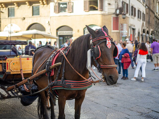 Fototapeta na wymiar A horse pulling a carriage in Florence Italy. It is taking a break on the square outside of the Duomo.