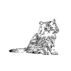 black and white drawing sketch of a cat with a transparent background