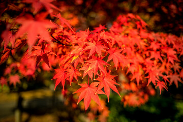 Japanese maple leaves in Autumn