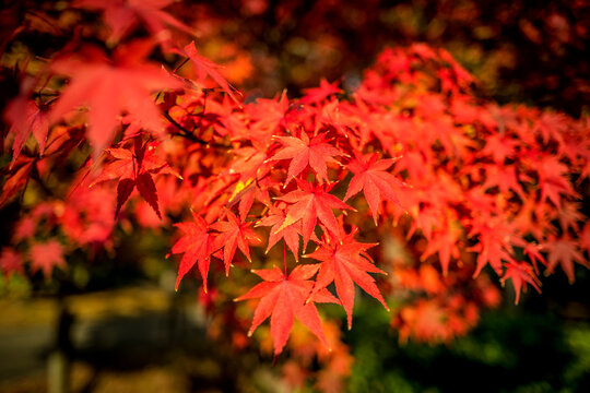 Japanese maple leaves in Autumn