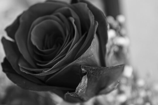 Black and white rose photo up close with babys breath in the background