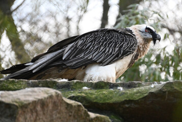 A bearded vulture  on rocks in high mountain