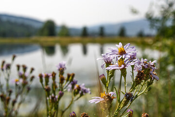 Wild purple daisy flowers with yellow centers growing in front of an alpine meadow lake in the...