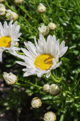 White daisy's with yellow centers blooming in the sunshine