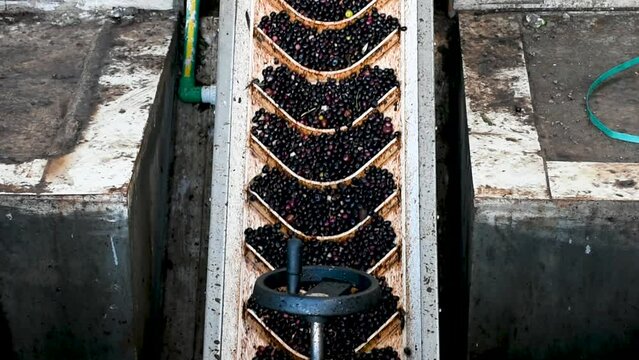 Ripe black olives on a conveyor belt. Fresh virgin olive oil production at the factory after the harvesting of the olives. Slow motion.