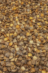 Close up of seafood. Fresh shellfish in the market. Mediterranean clams. Seafood background for graphics designers.