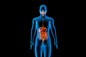 Digestive System 3d man anatomy x-ray liver slow camera