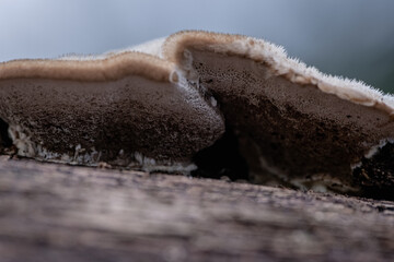 Hairy bracket fungus Trametes hirsuta on a log
