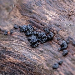 The black jelly fungus Exidia nigrans Witches` butter growing on tree trunk