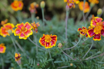blurred floral background, wet marigold flowers ( Tagetes erecta) in the meadow after the rain
