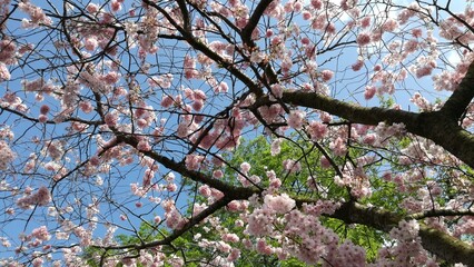 Fototapeta premium bty, Spring, Flowers, Blossom, Pink Blossom, in Bloom, Sky, Blue Sky, Tree, Green, Japan, England, Blossom Tree, Branch, Boss Girl, Sunny Day, Working, Bright Blue Sky, Sun, Park, Restaurant, Paris