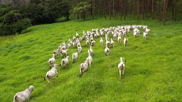 Herd of Nellore cattle drone footage