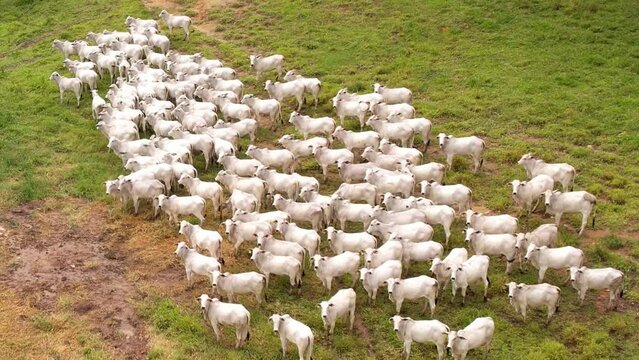 Herd of Nellore cattle drone footage