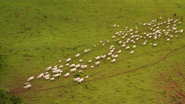 Herd of Nellore cattle drone footage