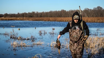 Poster A camouflaged waterfowl hunter retrieves a fallen duck while duck hunting on a sunny day © Cole