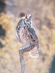 great horned owl on a branch