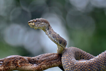 Mangrove pit viper ( Trimeresurus purpureomaculatus ) on a tree branch