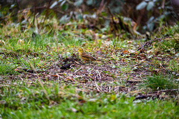 Yellowhammer in a meadow