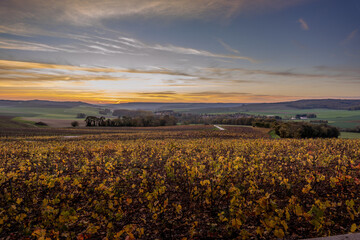 photo de paysage dans le vignoble champenois
