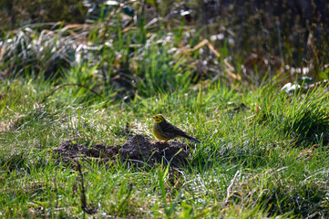 Yellowhammer in a meadow