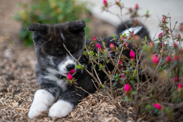portrait d'un chiot akita inu de 2 mois en extérieur