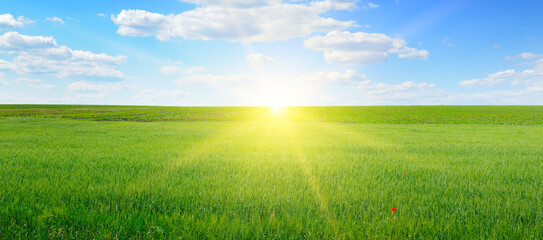 Wheat field and blue sky with sun. © alinamd