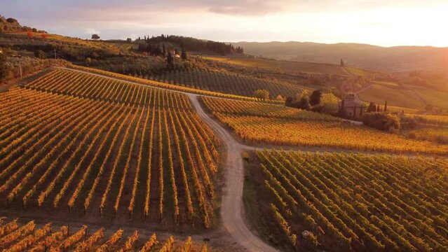 Aerial drone view over vineyards, towards agricultural fields, during sunset