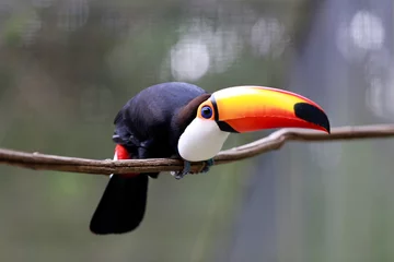 Papier Peint photo Autocollant Toucan Toco toucan closeup with blurred background