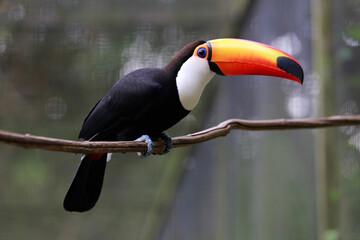 Toco toucan closeup with blurred background