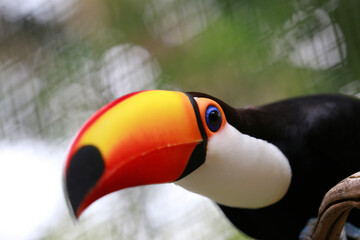 Toco toucan closeup with blurred background