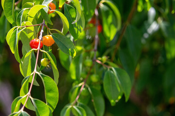 Pitanga (eugenia uniflora) é o fruto da pitangueira, dicotiledônea da família das mirtaceae.