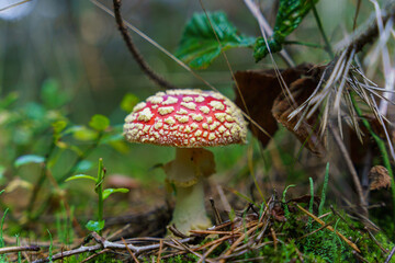 Amanita muscaria - a highly poisonous mushroom growing in the forest. Mushroom season in the forest.