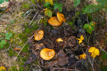 Suillus luteus - edible mushroom growing in the forest. Picking mushrooms, collecting edible mushrooms in the forest.