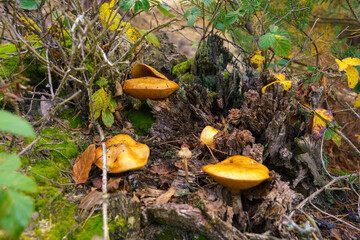 Suillus luteus - edible mushroom growing in the forest. Picking mushrooms, collecting edible mushrooms in the forest.