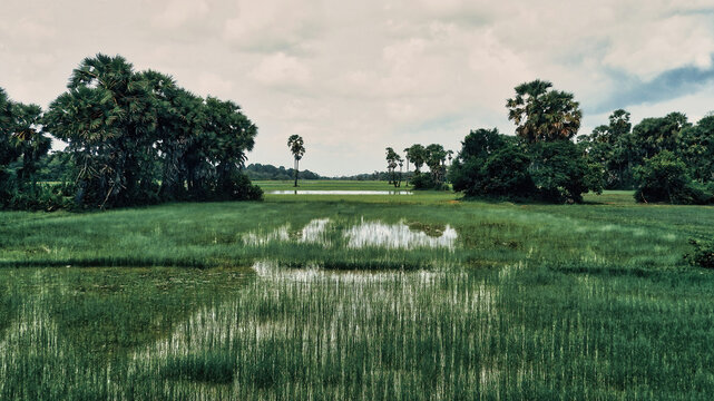 Reisfeld in Kambodscha zwischen Angkor Wat und Phnom Kulen