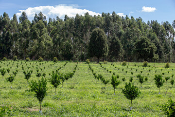 Fototapeta na wymiar Plantation of oranges with young trees on countryside of Sao Paulo state, Brazil