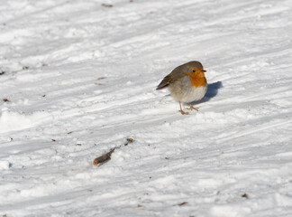 Rotkehlchen einsam im Schnee