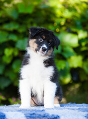 Black tricolor Australian Shepherd puppy in the park with flowers