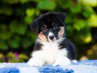 Black tricolor Australian Shepherd puppy in the park with flowers